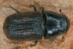 Pine beetle: not a fire bug.