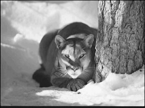 Mountain lion (photo from GF&P)