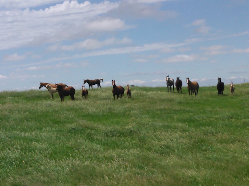 Horses Brown County 20150614