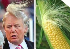Donald Trump and corn