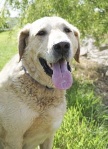 Remington, Golden Lab, 7 years old, ready to adopt!
