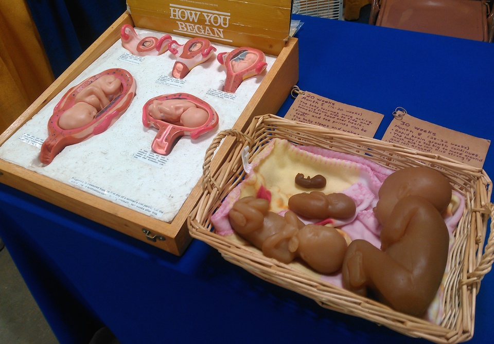 Aberdeen Area Lutherans for Life display models of fetuses, Brown County Fair, 2016.08.18.