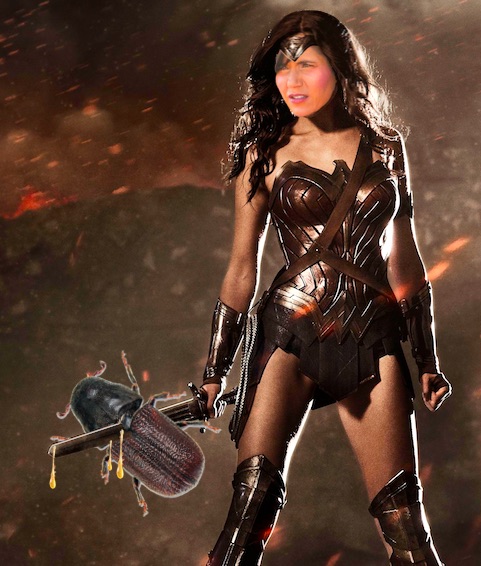 Kristi Noem as Wonder Woman vanquishing pine beetles.