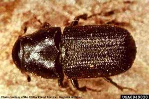 Mountain pine beetle—photo from USDA Forest Service.