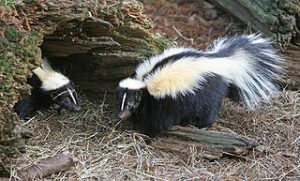 Two striped skunks