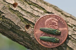 Emerald ash borers, smaller than a penny