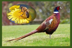 The pheasant and the bee: natural friends!