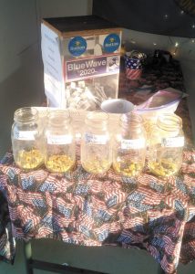 Turner County Fairgoers pick their generals with kernels....