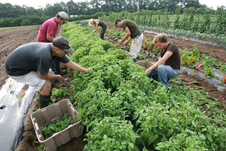 workers in organic farm field