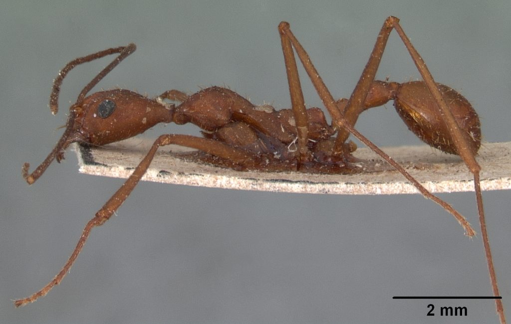 Aphaenogaster araneoides; photo by April Nobile, via AntWeb.org.