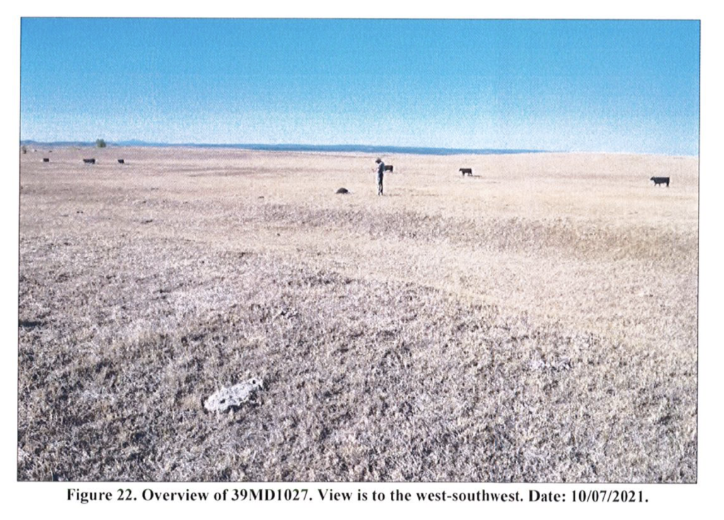 One more photo from the cultural resources survey: an intrepid investigator bravely searches for valuable American Indian artifacts under the wary gaze of bovine sentinels, in Busch, 2021.11.21, p. 22.