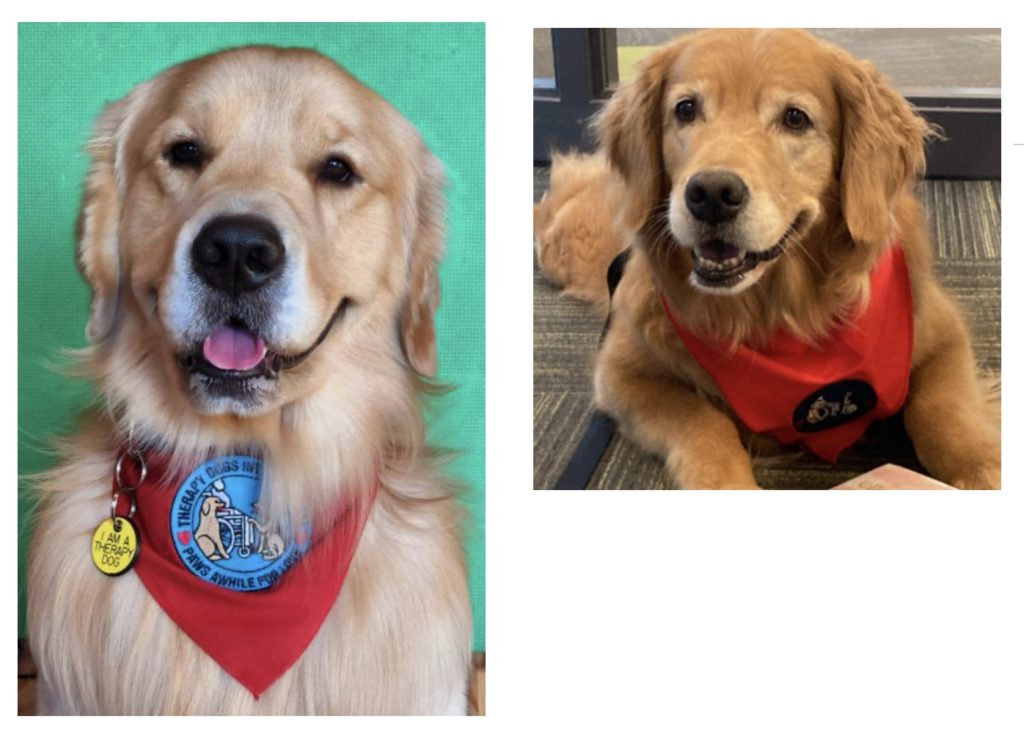 Dash and Penny, therapy dogs and Tail Waggin' Tutors at Siouxland Public Libraries.