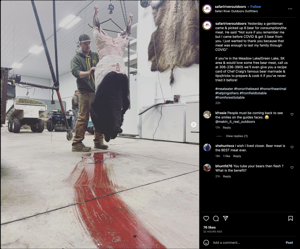 Safari River Outdoors employee works on a bear carcass, Instagram, 2023.05.20.