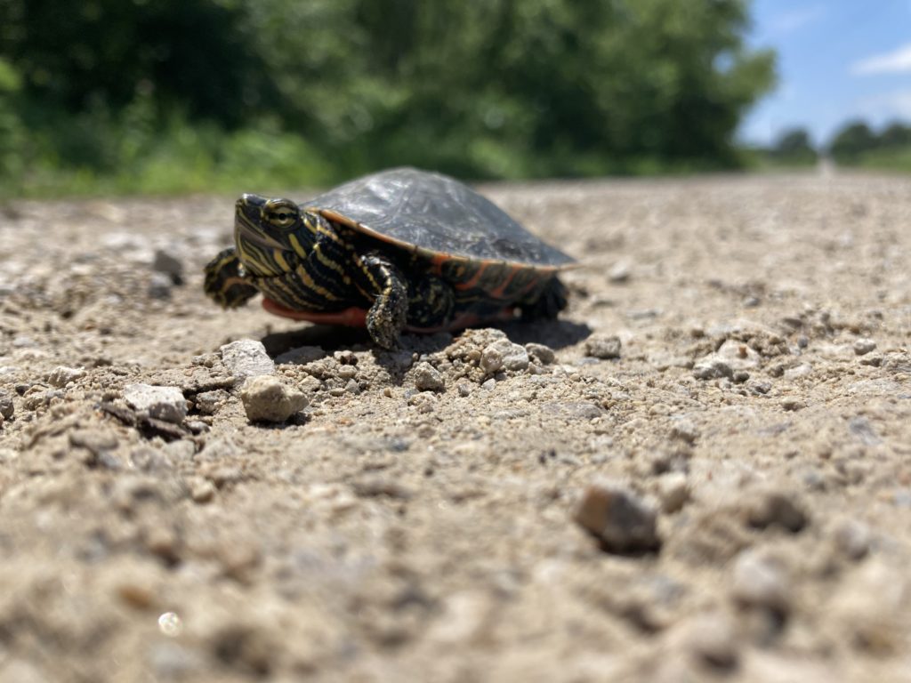“Do I look like I need saving?” Turtle on the road, Flint Hills Trail detour, west of Ottawa, Kansas, 2024.07.01.