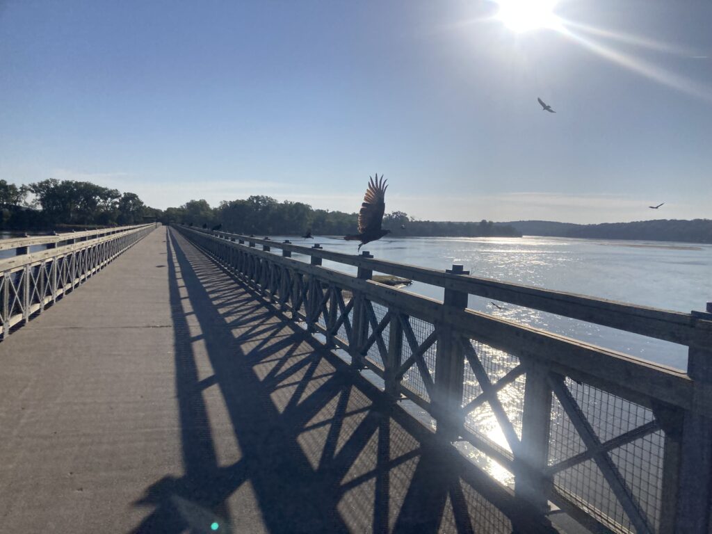These big crows think the people bridge over the Platte River downstream from South Bend is a great place to congregate.