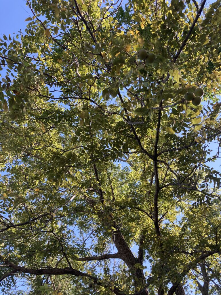 Maybe we should do all of our thinking and resting beneath trees.