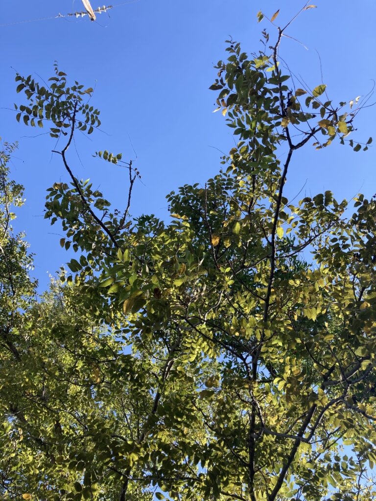 Look up through the brown branches and the leaves persistently green with ten days of summer to go. Look up through life to the clear crystal blue.