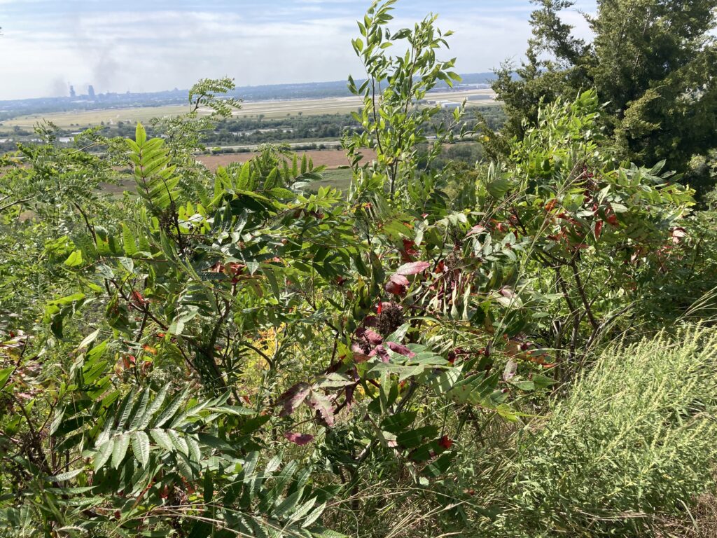 September, from the Latin for “sumac turns bright red”.