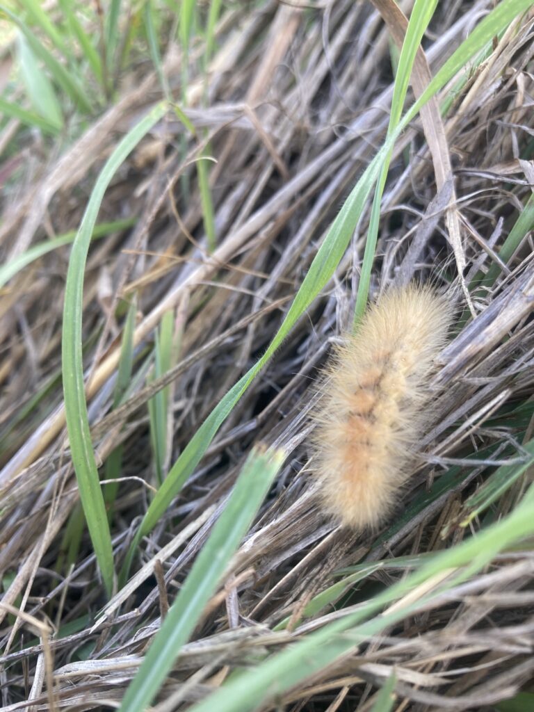 I know, the picture is a bit fuzzy…