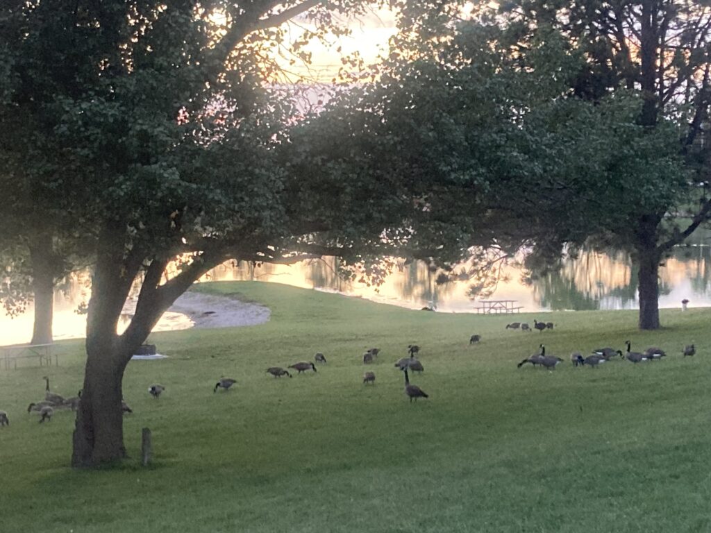 I got to Neola and decided I’d had enough for Saturday. I had Squirt and ice cream in town, then went out to pitch my tent at Arrowhead campground in the Pottawotamie County park. The geese highly recommend it.