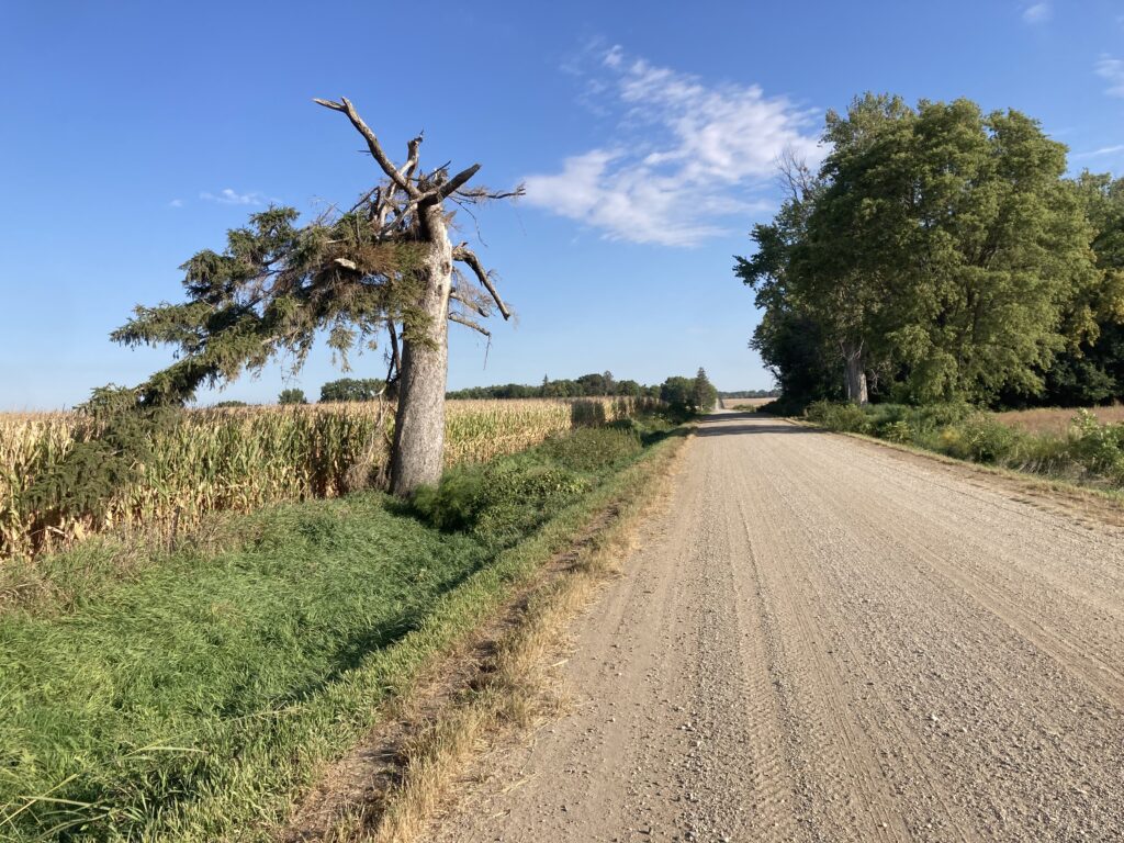 Wind-blasted tree, clinging to life along the gravel.