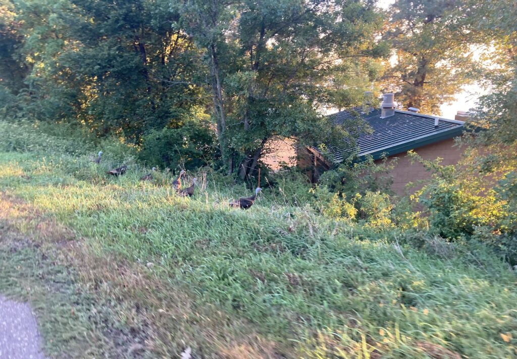Turkeys!