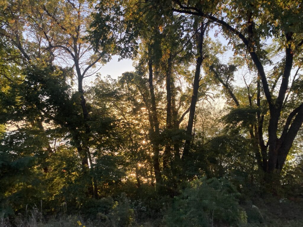 Lots of trees, lots of cover for turkeys, deers, beaver, badger….
