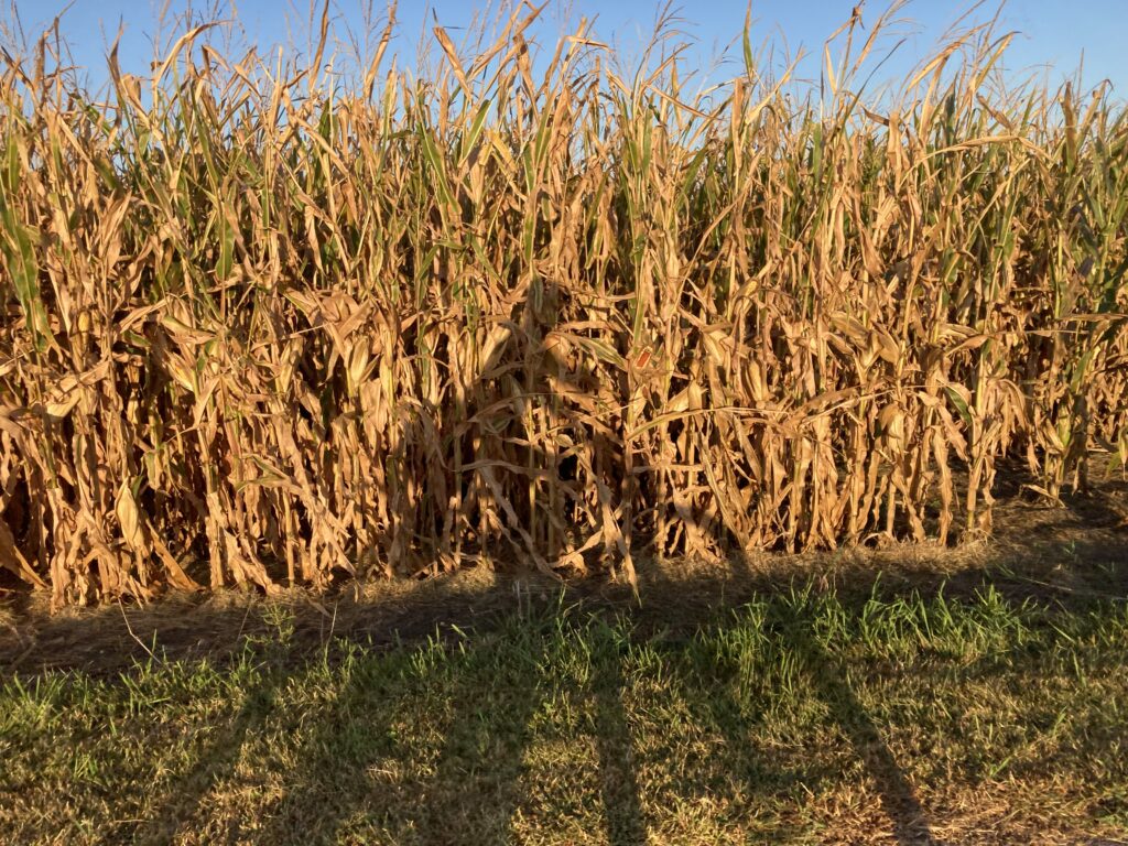I am but a shadow on a canvas of corn.