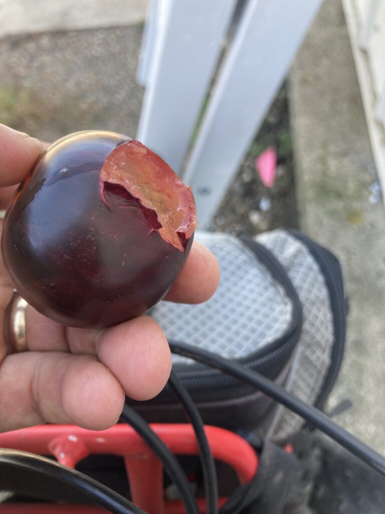 Looks like a plum, feels like a plum, bites like a plum… but it’s one of the cook’s purple tomatoes. I ate two, plus a regular red, probably the three healthiest things I ate in four days on the road.
