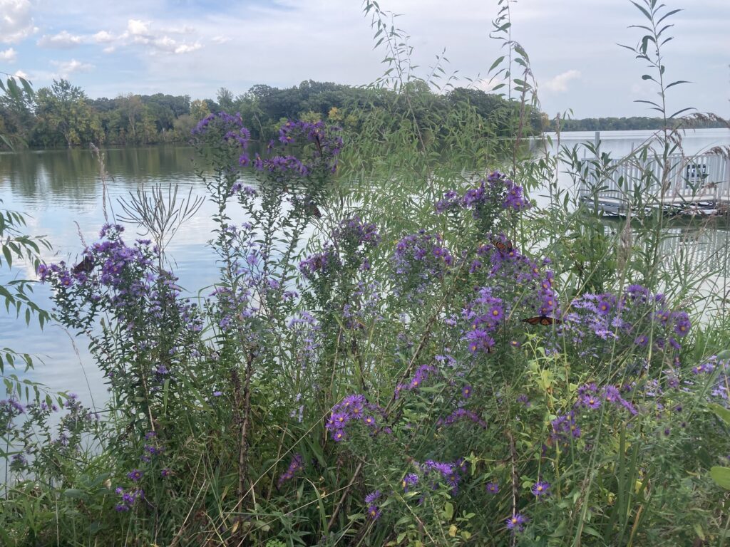 Robinson Park has this lovely pollinator garden right by the lake….