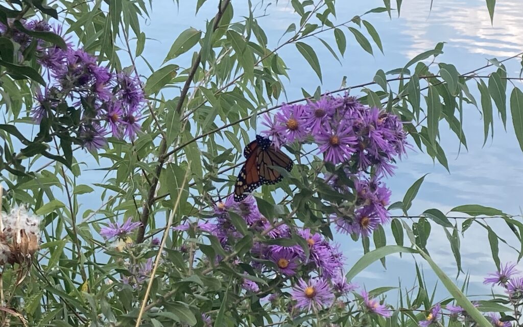 …with lots of pollinators doing their thing while summer still shines.